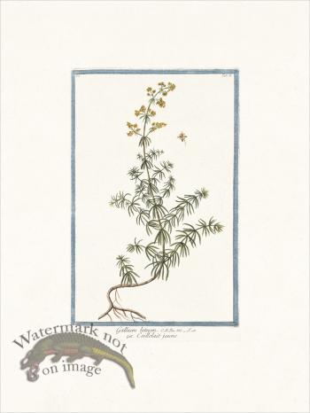 Bonelli 081 Reginella